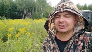 Золотарник Канадский