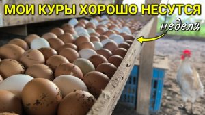 Мои куры ХОРОШО НЕСУТСЯ именно поэтому! #сезонконтентаRUTUBE