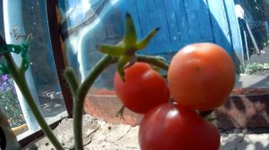 Томат F1 Картули Вардеспери. 2021 Томаты в теплице.