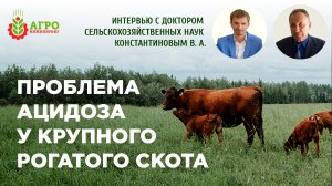 Ацидоз у крупного рогатого скота.