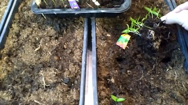 КАК УВЕЛИЧИТЬ корни РАССАДЫ в первую неделю роста смотреть онлайн