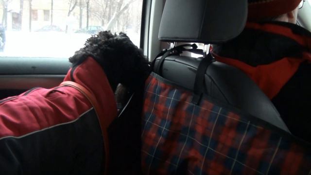 Kerry Blue Terrier (8 months): winter fun and old toys/Унка (8 мес.): зимние забавы и старые игрушк смотреть онлайн