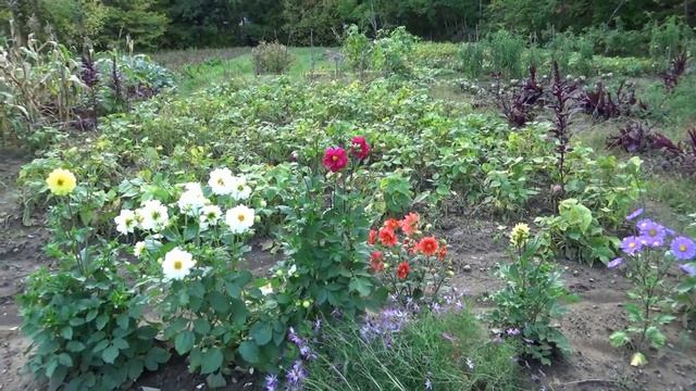 Лес и дача, Южное Приморье, сентябрь 2021 г. смотреть онлайн