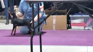 Главная монопородная выставка Цвергпинчер ранга ПК 2022. Сравнение на лучшего беби