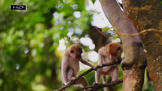 Хорошо быть хозяином жизни и иметь гарем из двадцати жен - Носач смотреть онлайн