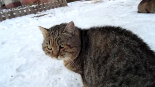 Кот Мырмыр смотреть онлайн