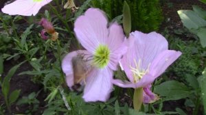 Розовая энотера -цветок хищник!.mp4