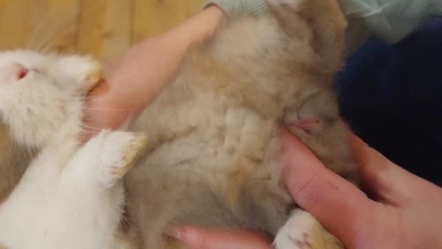 Как определить пол декоративного крольчонка. Очень быстрое и понятное объяснение. смотреть онлайн