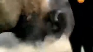 Тайны Магнитного Поля Земли. Магнитные Полюса И жизнь На Земле.