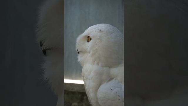 Snowy owl (Nyctea scandiaca) смотреть онлайн