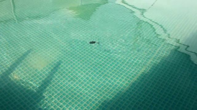 Mann's Assassin 5,5” 13,97 см 5,0” 12,70 см 4,5” 11,43 см 4,0” 10,16 см 3 5” 8,89 см 3,0” смотреть онлайн