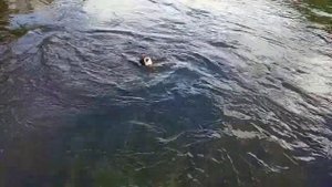 Жерех на Москва реке г. Звенигород