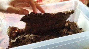 Мокрицы содержание в домашних условиях