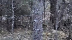 Русская пегая гончая Басня вл. Самойлов Н.В.
