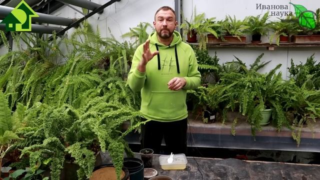 БОЛЬШЕ НЕ НАДО БЕСПОКОИТЬСЯ О ПОДКОРМКАХ! Забудьте запутанные схемы подкормок рассады. Сделайте ТАК