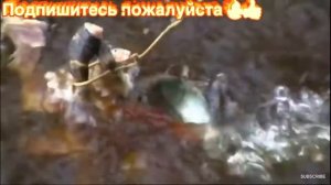 Пираньи в деле