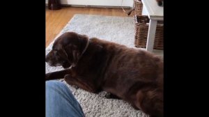 СОБАКА ПУКАЕТ ГРОМЧЕ ХОЗЯИНА!!!!!!!!!!!!