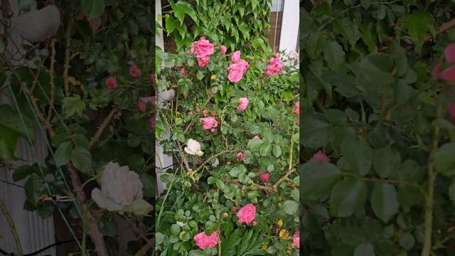 зелёный дом, розы после дождя. смотреть онлайн