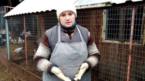Почему куры несут яйца без скорлупы. Причины и решения.