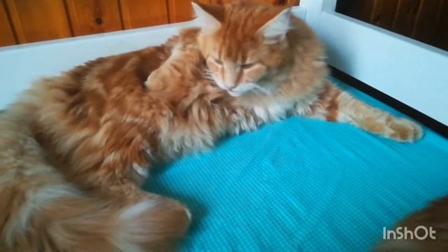 Котята мейн-кун 6 месяцев Гарри и Сэнди смотреть онлайн