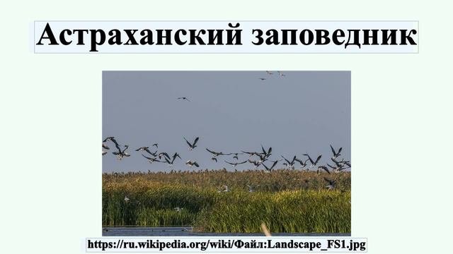 Астраханский заповедник