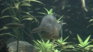 Red Bellied Piranha (Pygocentrus nattereri) - Tropical Fish