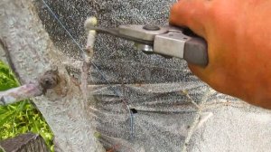 ЧТО ДЕЛАТЬ ЕСЛИ НЕ ПРОСНУЛИСЬ САЖЕНЦЫ . РЕЗУЛЬТАТ.