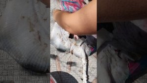 Как чистить рыбу-лисицу?#море#Рассейка#черноморскаялисица