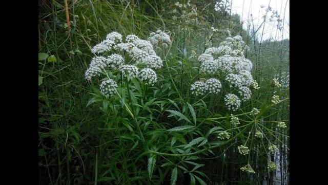 Зелёный покров земли Дикорастущие растения смотреть онлайн