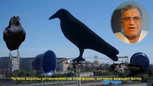 Чучело вороны против голубей на балконе