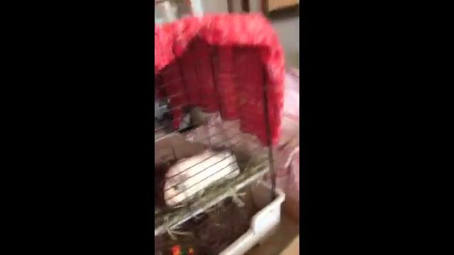 Basic Tips For Taming A New Guinea Pig смотреть онлайн