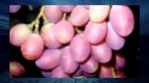 Виноград Марица