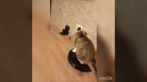 покатушки кота Бакса. кот на пылесосе.робот пылесос.котик убирается
