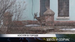 КОСУЛЯ В ГОРОДЕ