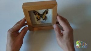 Бабочка Камчатский Махаон в рамке