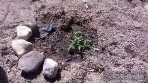 Клумба с однолетними цветами своими руками