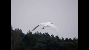 Полет Белой Цапли над озером  Flying of White Heron over the lake.