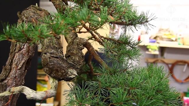 Shaping a Pinus sylvestris corticosa смотреть онлайн