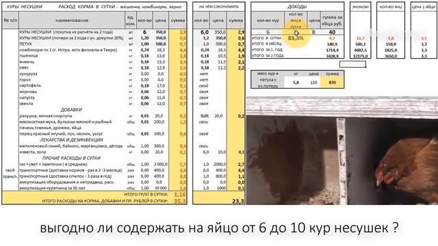 Выгодно ли содержать от 6 до 10 кур несушек?