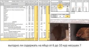Выгодно ли содержать от 6 до 10 кур несушек?