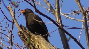 Чёрный дрозд. Песня чёрного дрозда ( Turdus merula )