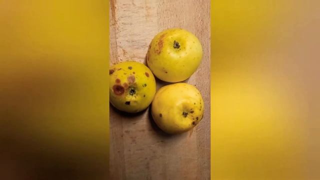Осенние удобрения для бонсай.Минералы"+" , Азот "-"