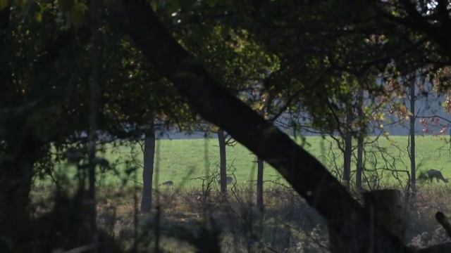 Охота на оленя. В поисках охотничьих трофеев. (Охотник и рыболов) смотреть онлайн