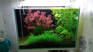 Мой аквариум 100 литров. Обслуживание)