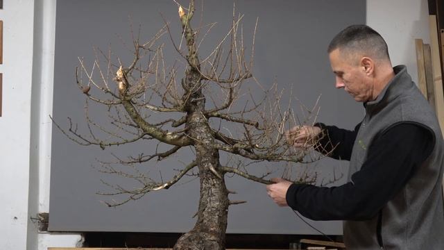 Larix decidua смотреть онлайн