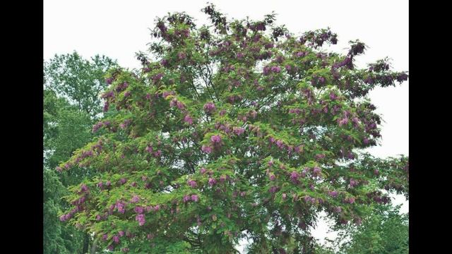 Розовая акация Pink acacia смотреть онлайн