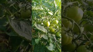 Опыление томатов шмелями Буги- Вуги и Карвинус 2018 год