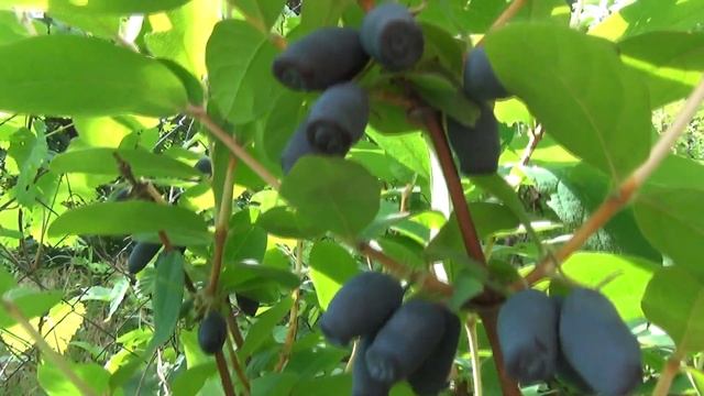 Ягоды жимолости съедобной и гуми. смотреть онлайн