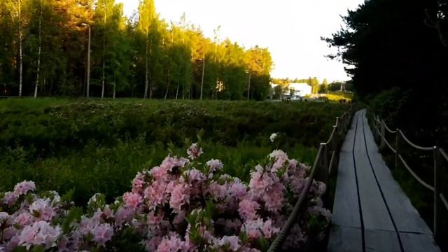Helsinki Rhododendron Park смотреть онлайн