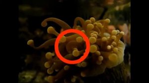 Euphyllia Golden Torch Coral spawning event